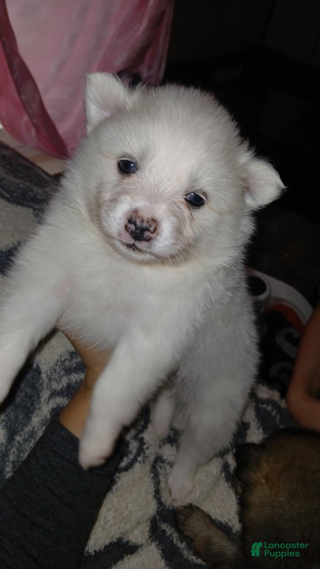 Pomeranian dogs Elsa  - Ad 41