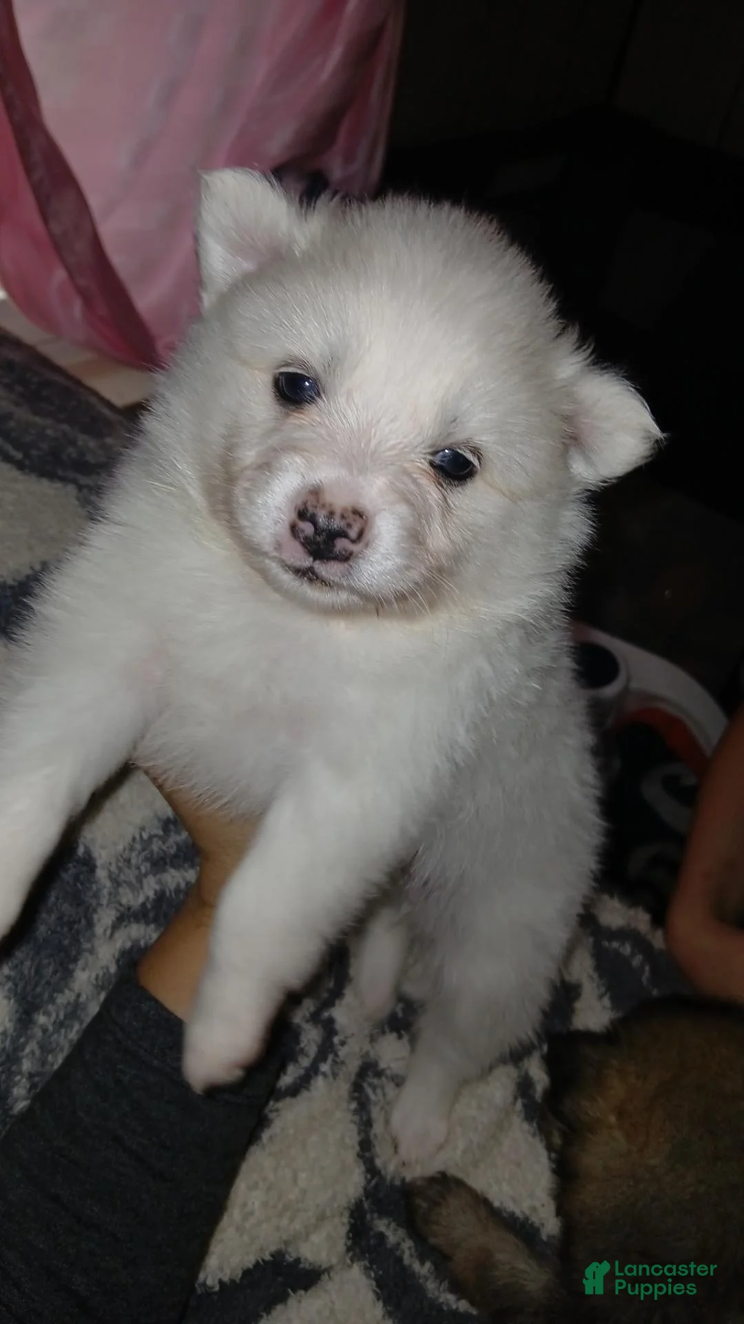 Pomeranian dogs for sale: Elsa  - Ad 1