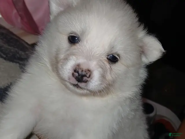 Pomeranian dogs Elsa - Ad 41