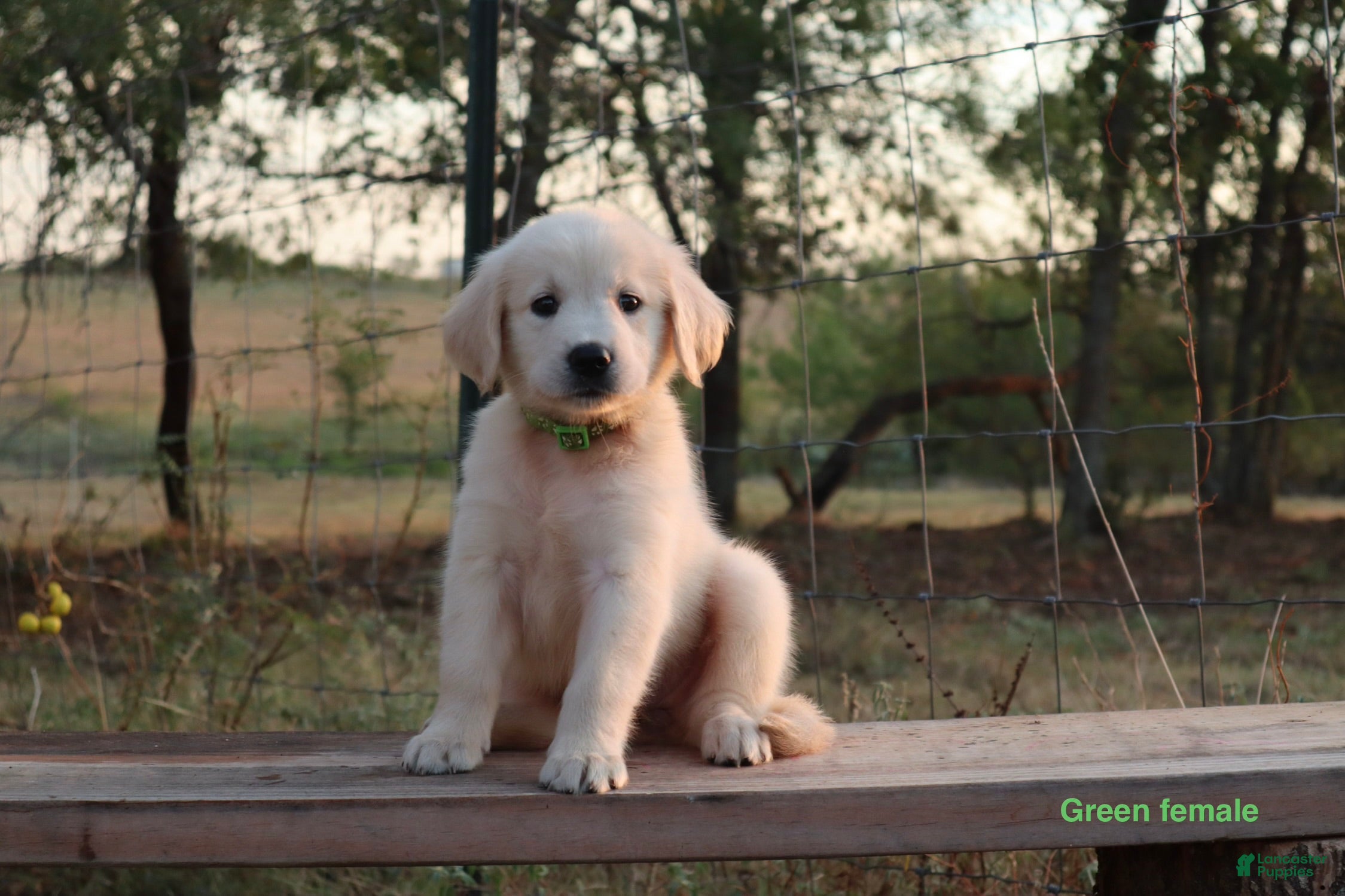 Golden Retriever dogs Lori - Ad 1