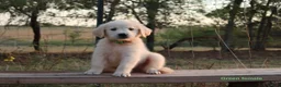 Golden Retriever dogs for sale: Lori - Ad 1