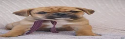 Puggle dogs for sale: Opal - Ad 3