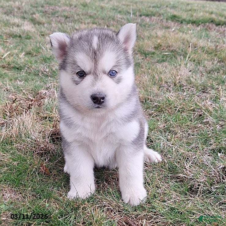 Gerberian Shepsky dogs Chief - Ad 2