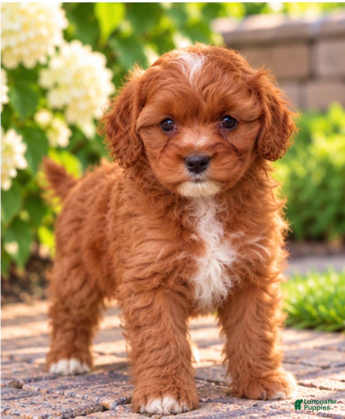 Cavapoo dogs for sale: Aliie - Ad 2