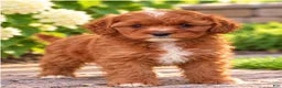 Cavapoo dogs for sale: Aliie - Ad 2