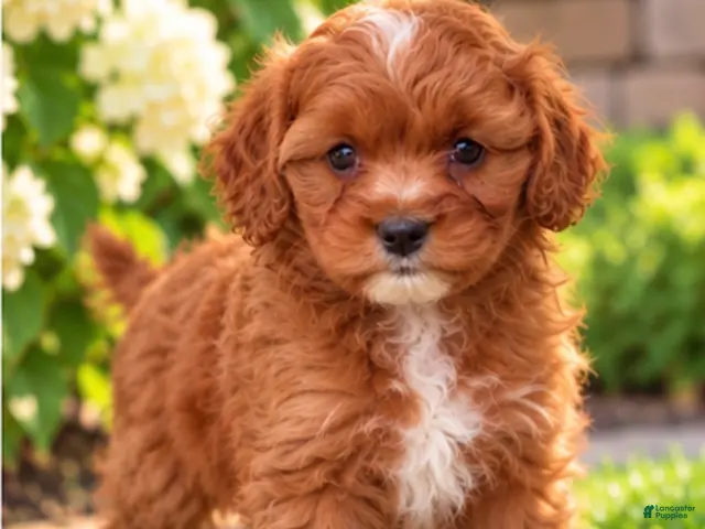 Cavapoo dogs for sale: Aliie - Ad 2
