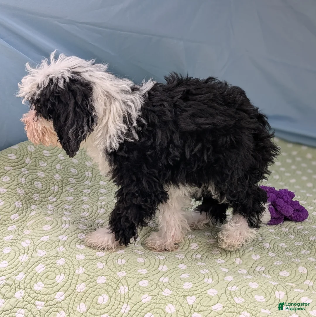 Mixed Breed dogs for sale: Paz (Peace) - Ad 11