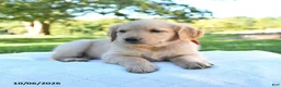 Golden Retriever dogs for sale: Annie - Ad 5