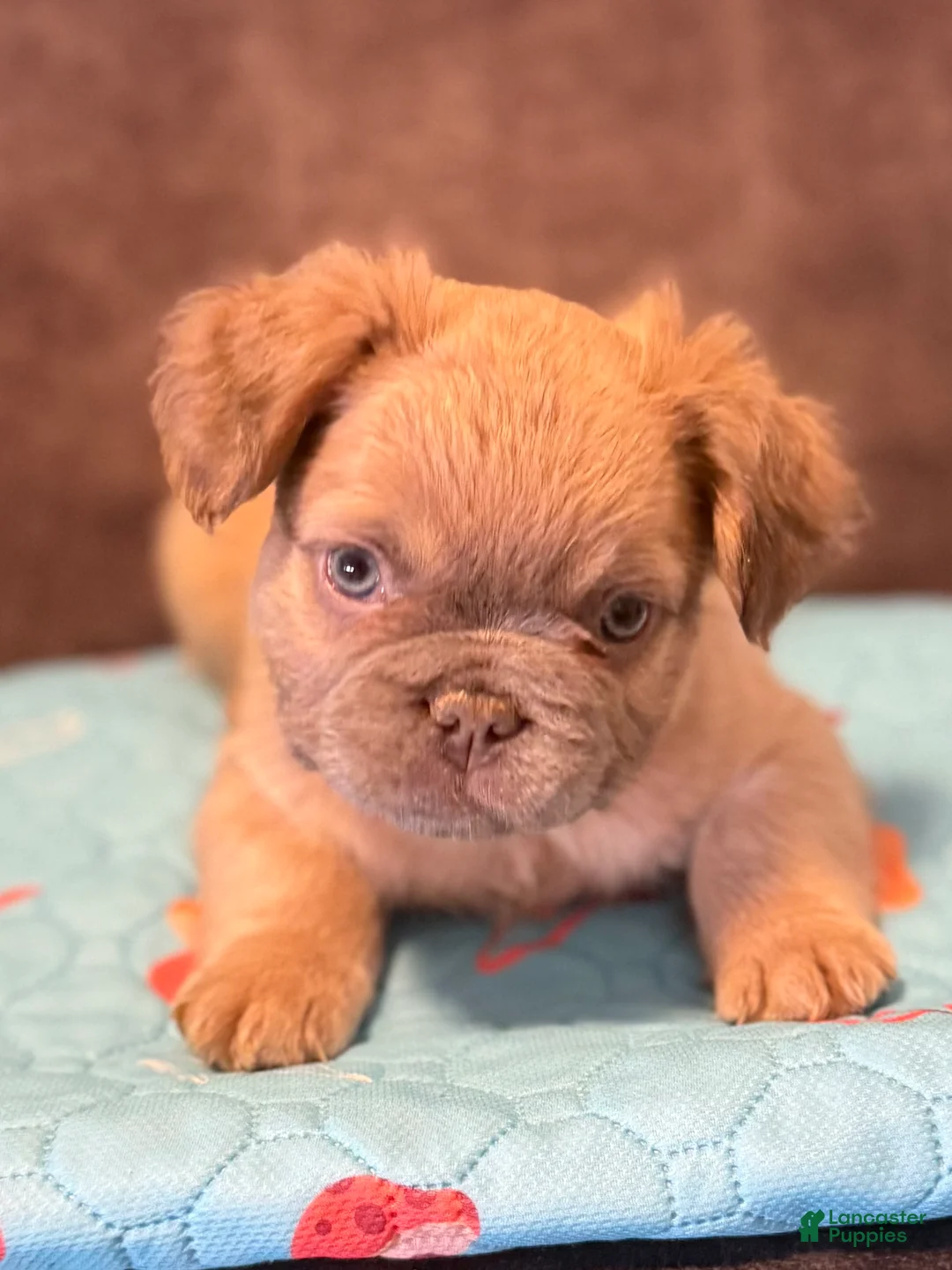 French Bulldog dogs for sale: French Bulldog Puppy 1 - Ad 1