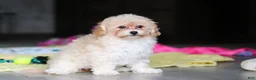 Havapoo dogs for sale: Brodie - Ad 17