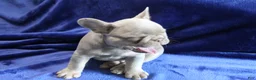 French Bulldog dogs for sale: Blue_M_2026 - Ad 6