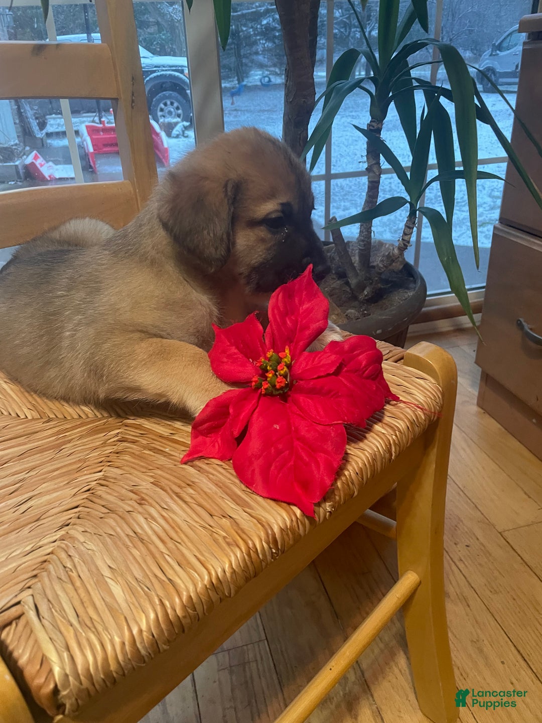 Mixed Breed dogs for sale: Dancer: one of Santa’s Rein-puppies - Ad 6