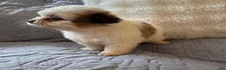 Shorkie dogs for sale: May - Ad 3