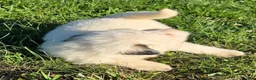 Great Pyrenees dogs for sale: James - Ad 20