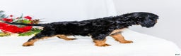 Cavalier King Charles Spaniel dogs for sale: Kringle - Ad 11