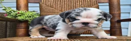English Bulldog dogs for sale: Blizzard - Ad 5