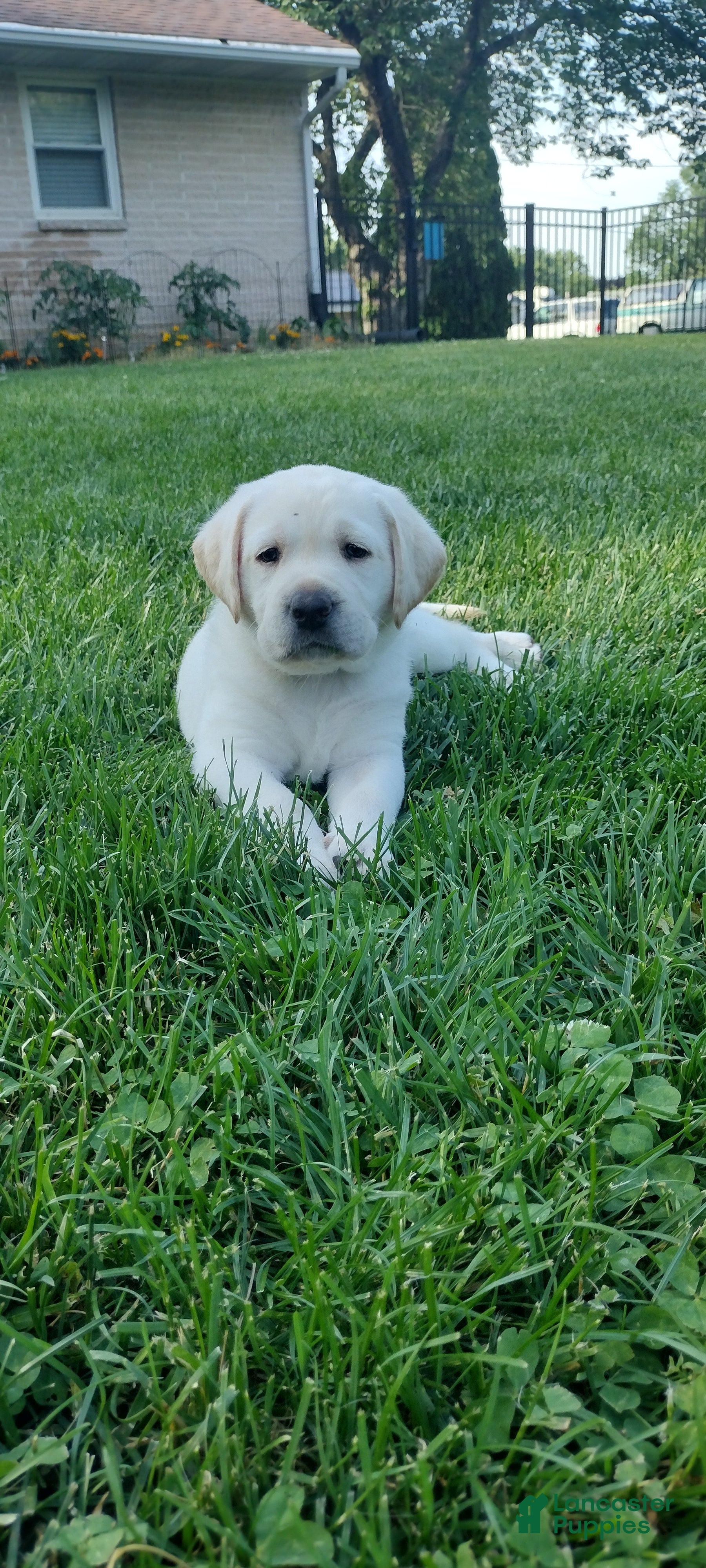 Labrador Retriever dogs Cooper  - Ad 1