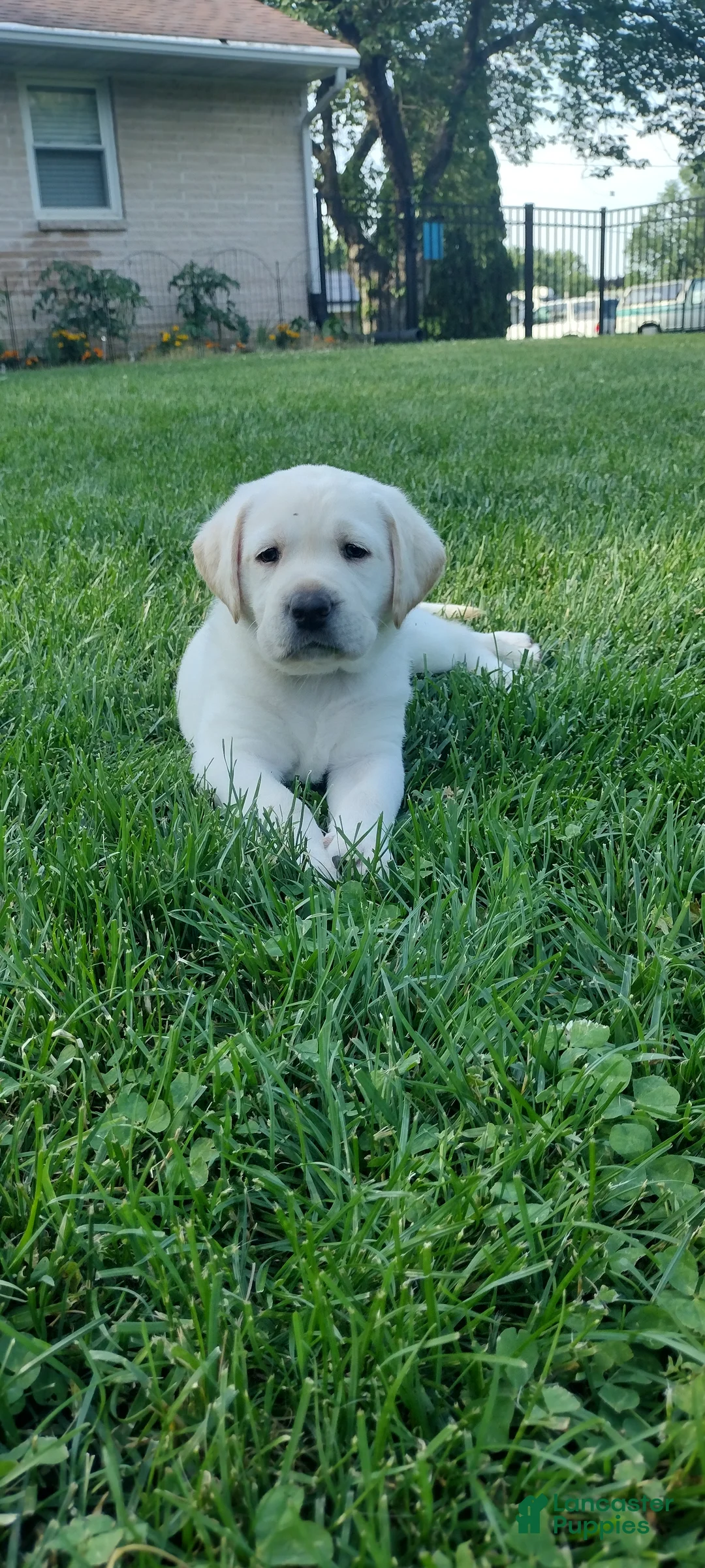 Labrador Retriever dogs for sale: Cooper  - Ad 2