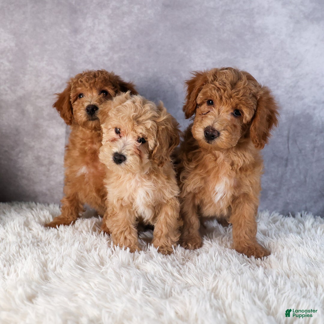 Shihpoo dogs for sale: Eleanor - Ad 16