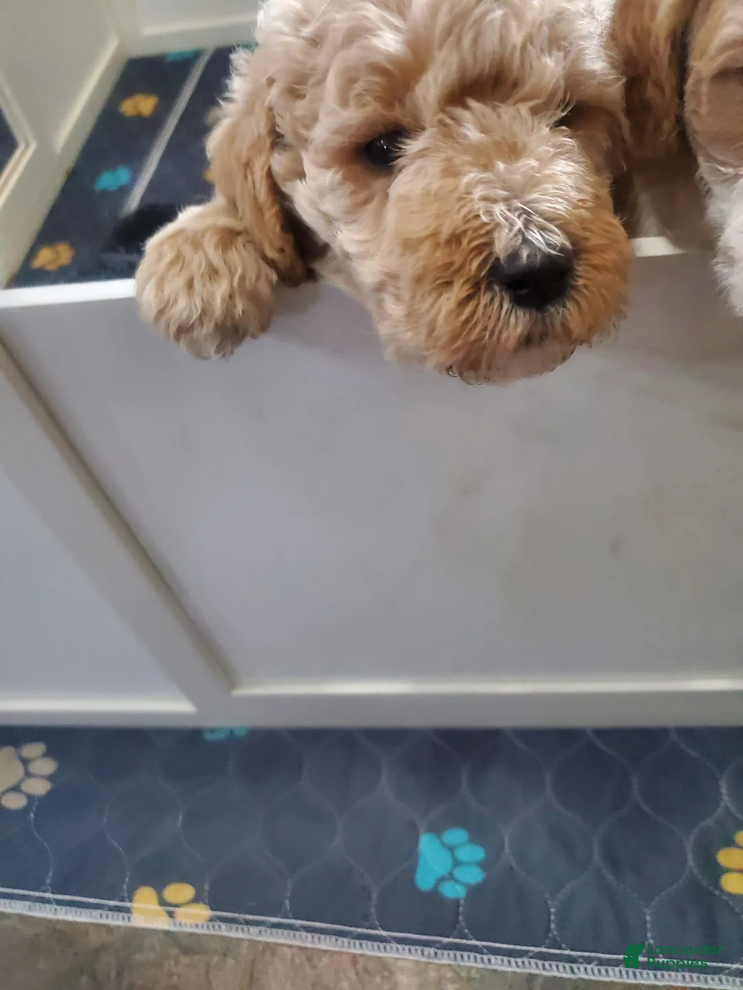 Gallery Image {{count}}