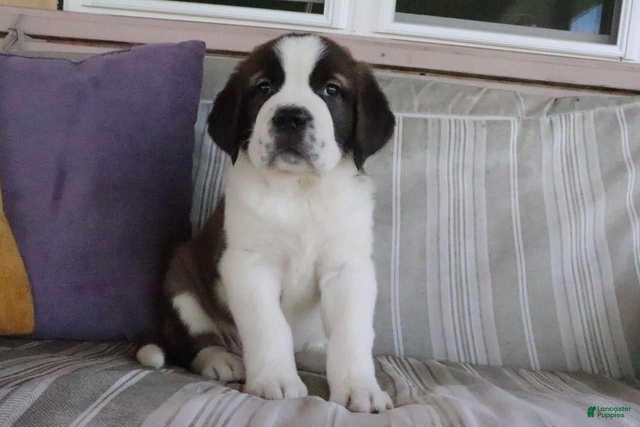 Saint Bernard dogs Maria - Ad 1