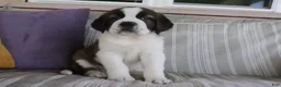 Saint Bernard dogs for sale: Maria - Ad 1