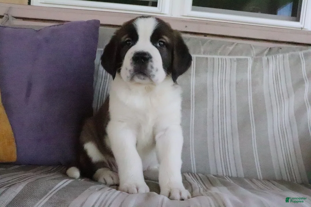 Saint Bernard dogs for sale: Maria - Ad 1