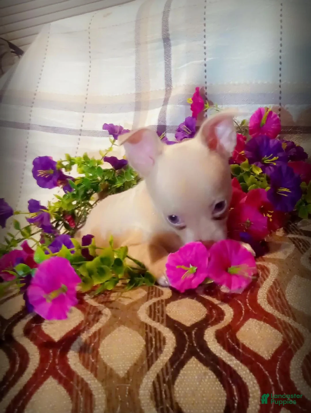 Chihuahua dogs for sale: Teacup Ted - Ad 5