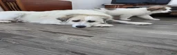 Great Pyrenees dogs for sale: Lily  - Ad 23