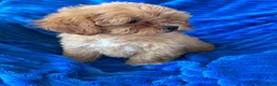 Shihpoo dogs for sale: LUCY - Ad 4
