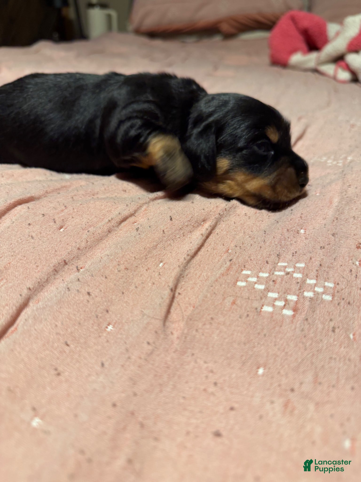 Miniature Dachshund dogs Miniature Dachshund Puppy 2 - Ad 2