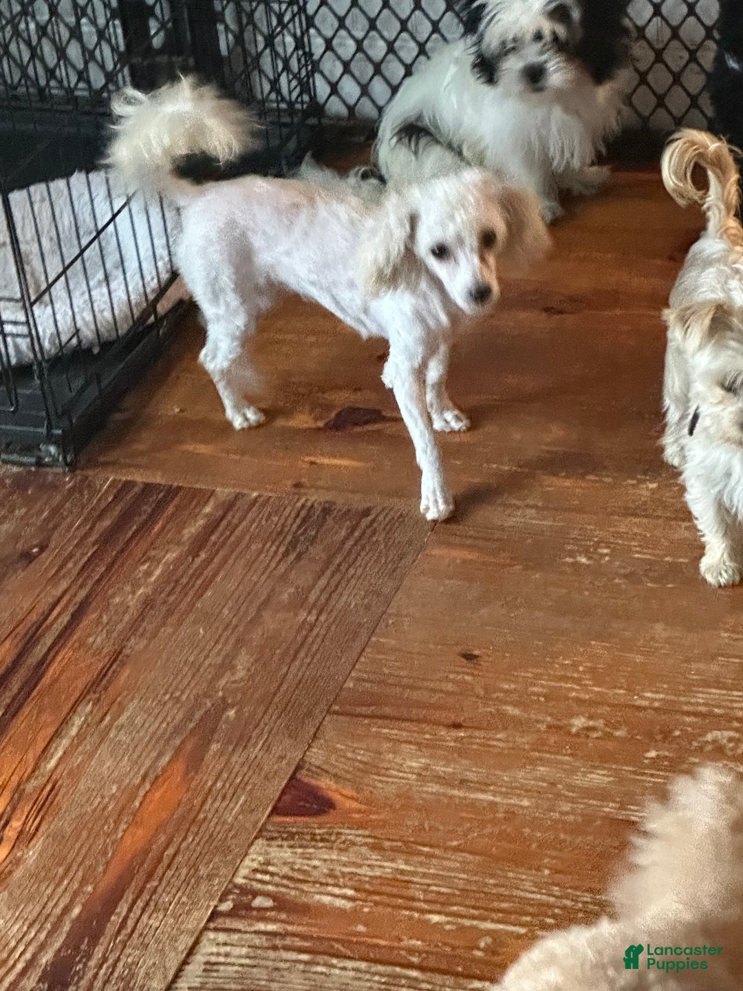 Miniature Poodle dogs for sale: Miniature Poodle Puppy 2 - Ad 2