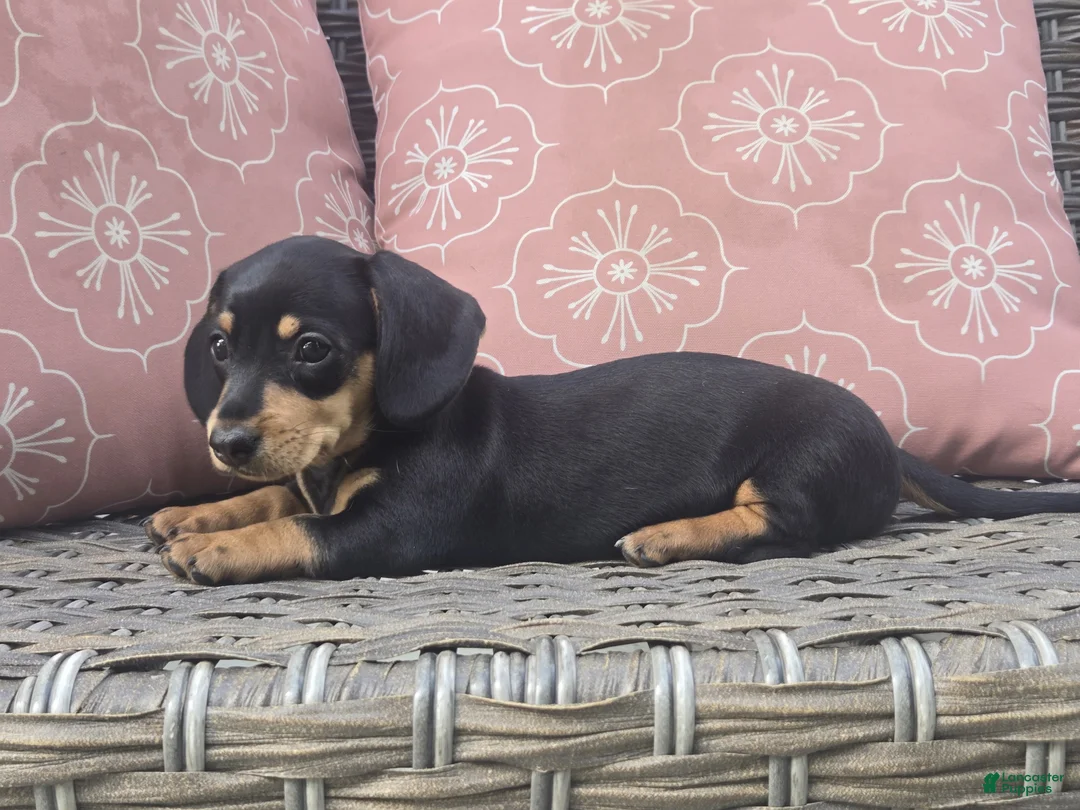 Dachshund dogs for sale: Callie  - Ad 2