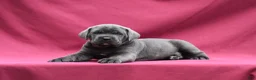 Cane Corso dogs for sale: Apollo - Ad 4