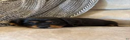 Mixed Breed dogs for sale: Barrett  - Ad 4