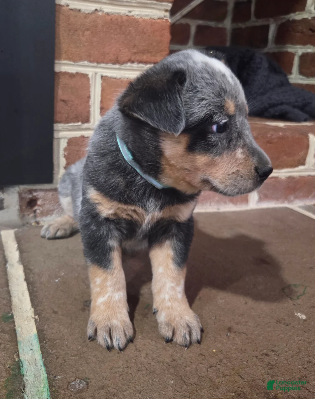 Australian Cattle Dog dogs for sale: Jenna - Ad 2