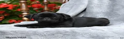 Pug dogs for sale: Bonnie - Ad 2