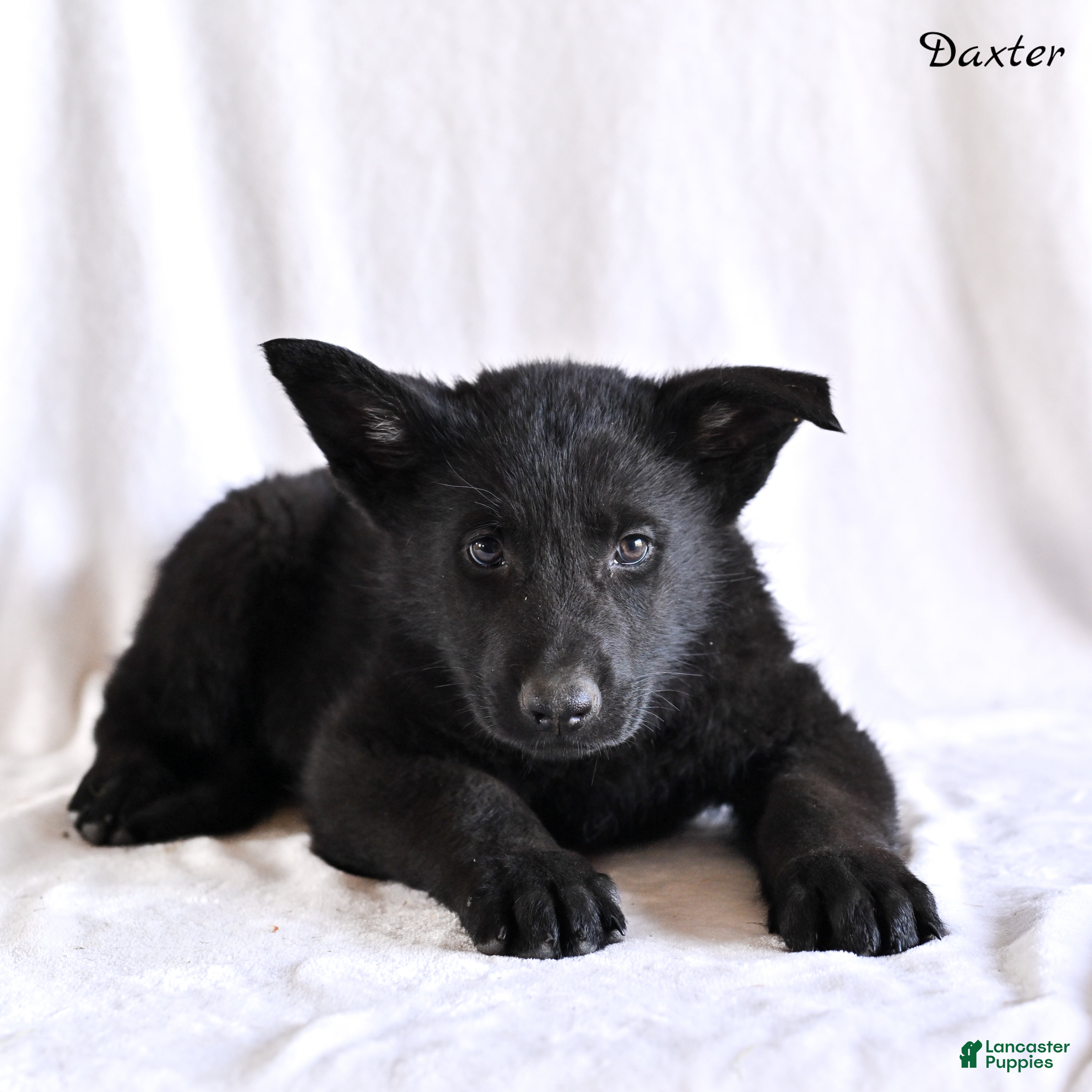 German Shepherd dogs Daxter - Ad 2