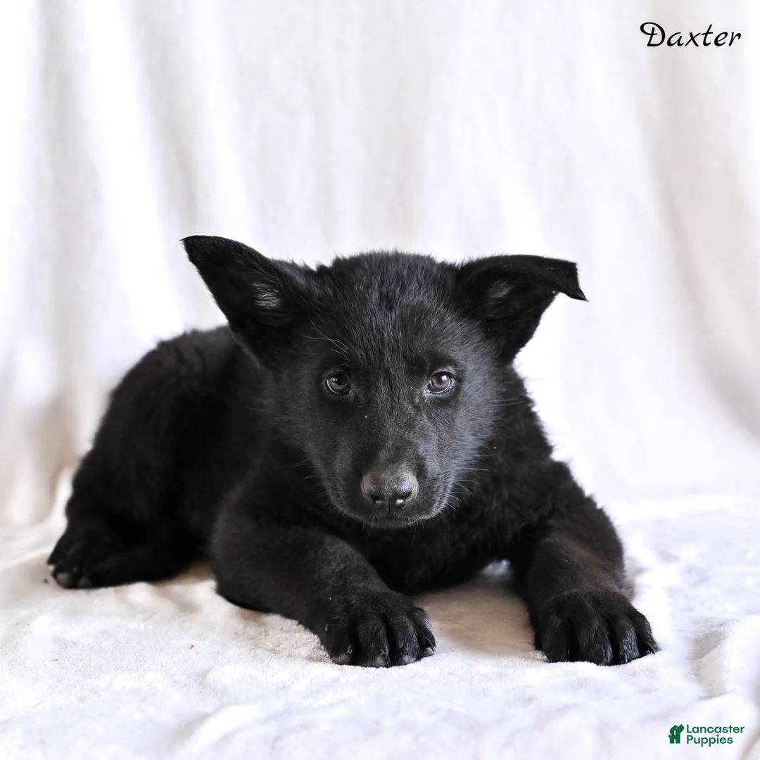 German Shepherd dogs for sale: Daxter - Ad 2