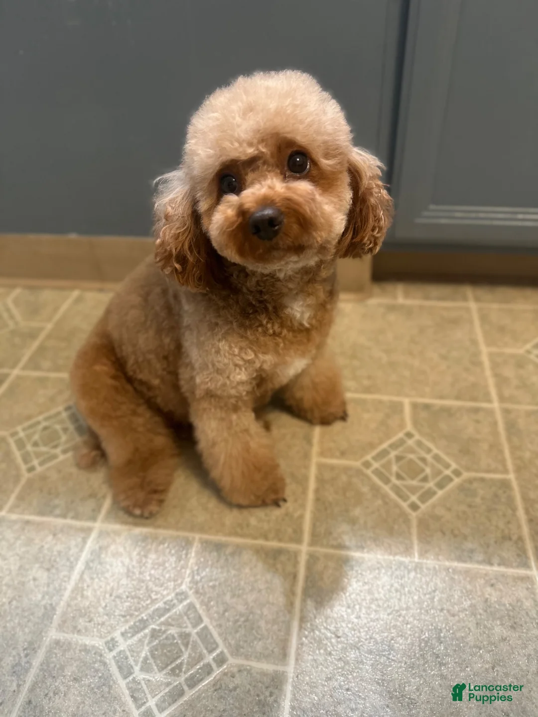 Mini Goldendoodle dogs for sale: Honey  - Ad 2