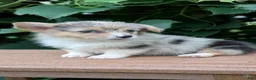 Welsh Corgi Pembroke dogs for sale: Jill - Ad 3