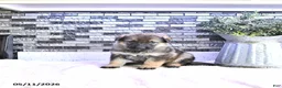 German Shepherd dogs for sale: Brynn - Ad 3