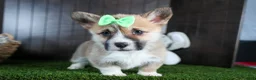 Welsh Corgi Pembroke dogs for sale: Ripley - Ad 5