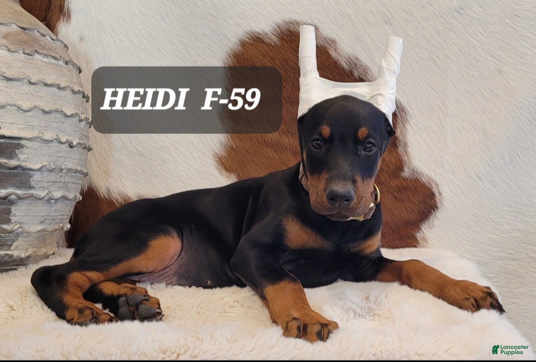 Doberman Pinscher dogs HEIDI - Ad 39