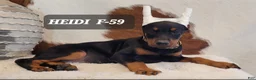 Doberman Pinscher dogs for sale: HEIDI - Ad 1