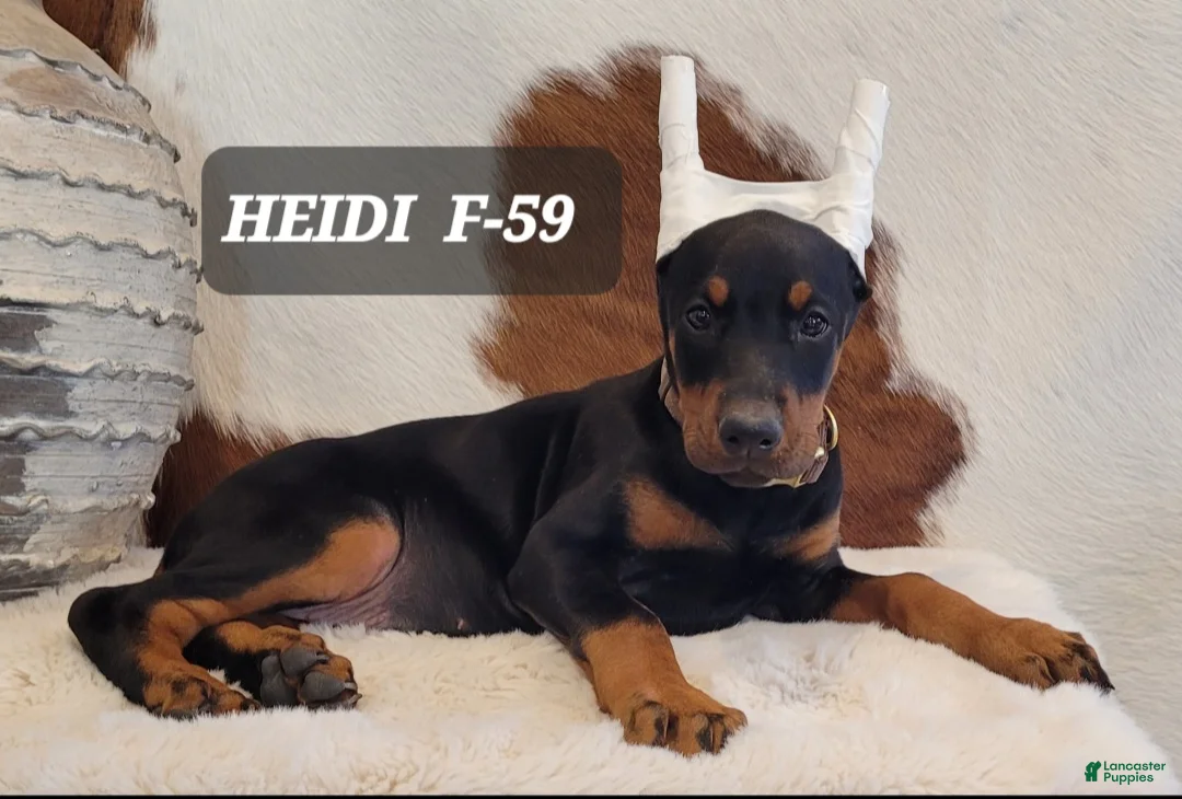 Doberman Pinscher dogs for sale: HEIDI - Ad 1