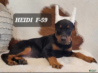 Doberman Pinscher dogs HEIDI - Ad 26