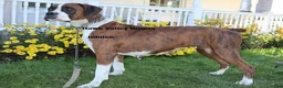 Boxer dogs for sale: Ginger- Champion lines - Ad 3