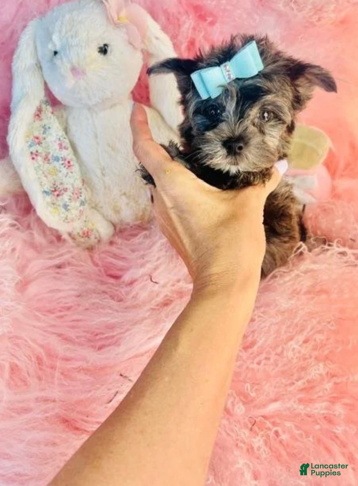 Yorkshire Terrier dogs Merle Yorkshire Terrier 1 - Ad 1