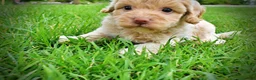 Havapoo dogs for sale: Valor - Ad 9